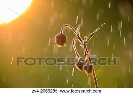 Close-up of water avens (Geum rivale) blossoms in a moor in spring, Bavaria, Germany. View Large Photo Image Stock Photography - Close-up of water avens (Geum rivale) blossoms in a moor in spring, Bavaria, Germany.. Fotosearch