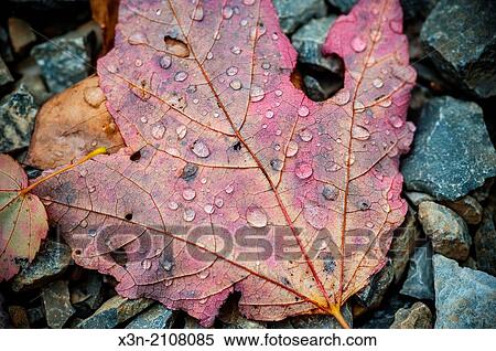 Close up of water droplets on maple leaf. View Large Photo Image Stock Photography - Close up of water droplets on maple leaf.. Fotosearch