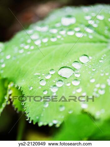 Close up of wet green leaf with droplets of water. View Large Photo Image Stock Photo - Close up of wet green leaf with droplets of water.. Fotosearch