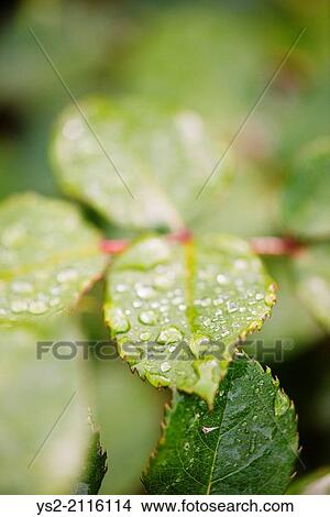 Close up of wet green leaves with droplets of water. View Large Photo Image Picture - Close up of wet green leaves with droplets of water.. Fotosearch