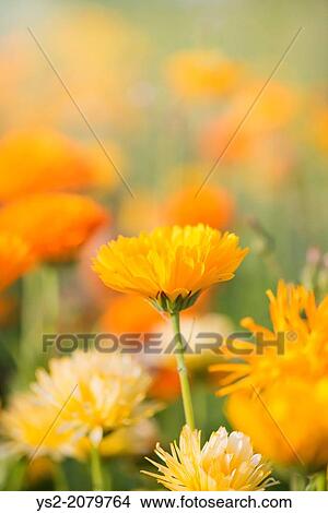 Close up of yellow Marigold flower (Calendula officinalis). View Large Photo Image Picture - Close up of yellow Marigold flower (Calendula officinalis).. Fotosearch