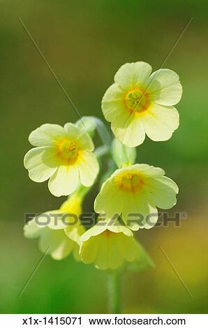Stock Image - Close Up of Yellow Oxlip, Primula Elatior, Hayley Wood, Cambridgeshire, England, UK. Fotosearch