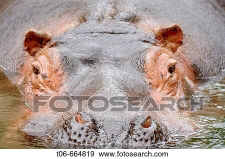 Close-up on a hippopotamus face surfacing (Hippopotamus amphibius) red list of endangered species View Large Photo Image Stock Photo - Close-up on a hippopotamus face surfacing (Hippopotamus amphibius) red list of endangered species. Fotosearch