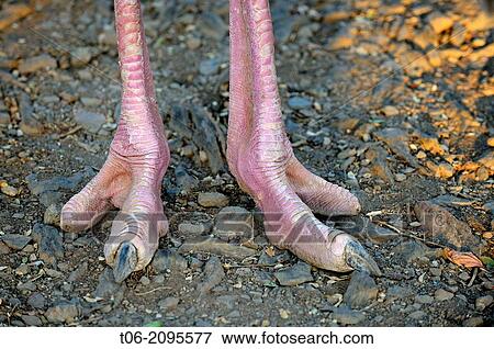 Stock Photo - Close up on feet of Masai ostrich (Struthio camelus massaicus) Masai Mara National Reserve, Kenya, Africa, October.. Fotosearch