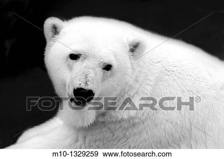 Close-up photo of a Polar Bear in black and white View Large Photo Image Stock Photo - Close-up photo of a Polar Bear in black and white. Fotosearch