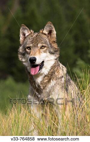 Stock Photo - Close Up Portrait of an American Gray Wolf emerging from the woodlands. Fotosearch