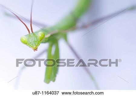 Stock Photo - Close-up Praying Mantis. Fotosearch