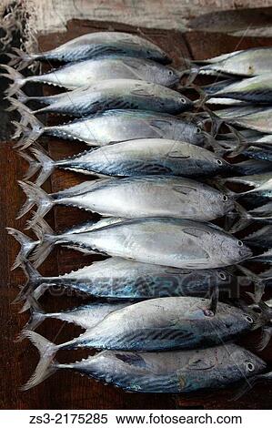 Close-Up shot of assortment fish at the daily market by the seaside, Stone Town, Unguja Island, Zanzibar Archipelago, Tanzania, East Africa. View Large Photo Image Stock Photography - Close-Up shot of assortment fish at the daily market by the seaside, Stone Town, Unguja Island, Zanzibar Archipelago, Tanzania, East Africa.. Fotosearch
