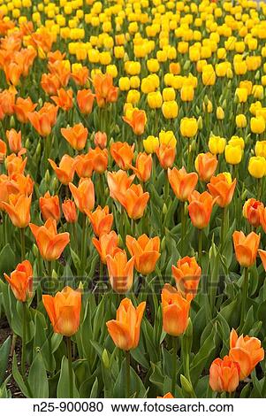 Stock Image - Close Up. Fotosearch