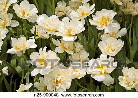 Close Up View Large Photo Image Stock Photo - Close Up. Fotosearch