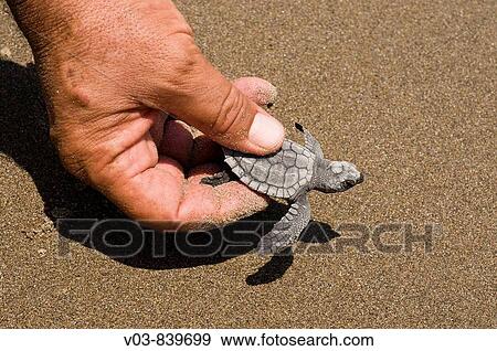 Stock Photo - Close Up. Fotosearch