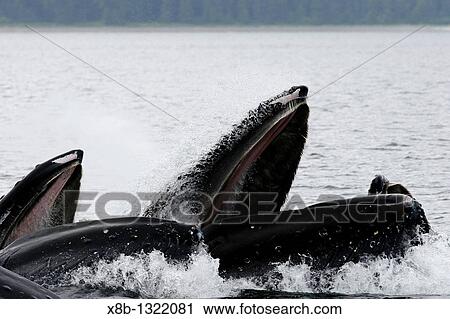Stock Image - Close up view of adult humpback whales Megaptera novaeangliae cooperatively bubble-net feeding near Freshwater Bay on Chichagof Island in Southeast Alaska, USA Pacific Ocean. Fotosearch