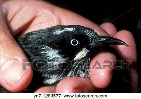 close view of new holland honeyeater in hand View Large Photo Image Stock Photo - close view of new holland honeyeater in hand. Fotosearch