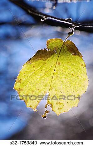 Closeup of a beech leaf in the National Park Ordesa and Monte Perdido, Pyrenees, Huesca, Aragon, Spain View Large Photo Image Stock Image - Closeup of a beech leaf in the National Park Ordesa and Monte Perdido, Pyrenees, Huesca, Aragon, Spain. Fotosearch