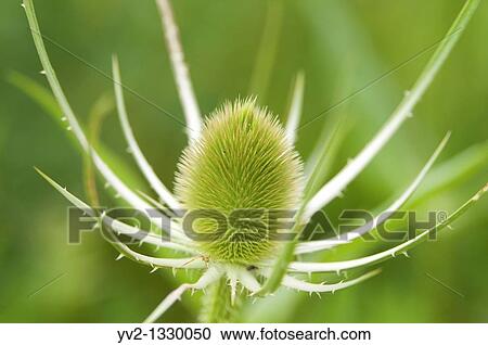 Stock Image - Closeup of a green Teasel Bloom. Fotosearch