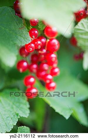 Stock Image - Closeup of bush with ripe redcurrant berries growing in garden.. Fotosearch
