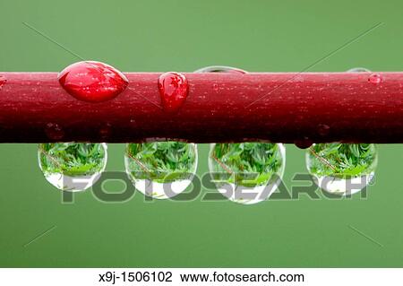 Closeup of dew View Large Photo Image Stock Image - Closeup of dew. Fotosearch