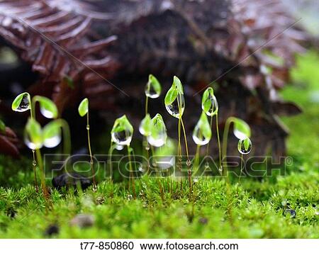 Closeup of dewdrops on Moss Head Bhimashankar, Maharashtra, India View Large Photo Image Stock Image - Closeup of dewdrops on Moss Head Bhimashankar, Maharashtra, India. Fotosearch