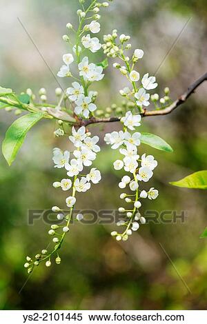 Closeup of flowers on tree in blossom at spring. View Large Photo Image Stock Photography - Closeup of flowers on tree in blossom at spring.. Fotosearch