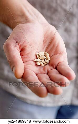 Closeup of gardeners hand showing pumpkin seeds View Large Photo Image Stock Photo - Closeup of gardeners hand showing pumpkin seeds. Fotosearch