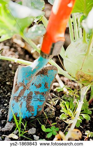 Closeup of gardening tool, small spade in the dirt View Large Photo Image Stock Image - Closeup of gardening tool, small spade in the dirt. Fotosearch