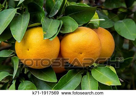 Closeup of grapefruit on the tree in an orchard near Mission, Texas, USA View Large Photo Image Stock Photo - Closeup of grapefruit on the tree in an orchard near Mission, Texas, USA. Fotosearch