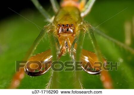 Stock Image - Closeup of lynx spider. Fotosearch