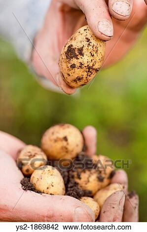 Closeup of man with organic grown earthy potatoes in his hand View Large Photo Image Stock Image - Closeup of man with organic grown earthy potatoes in his hand. Fotosearch