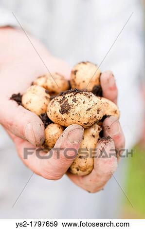 Closeup of man with organic grown earthy potatoes in his hand View Large Photo Image Stock Photo - Closeup of man with organic grown earthy potatoes in his hand. Fotosearch