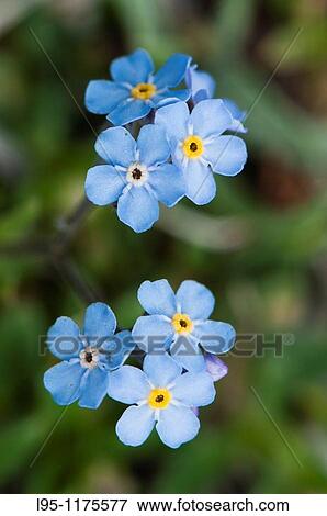 Closeup of Myosotis flowers, called Forget-me-not in many European languages High pastures in the Pyrenees, Spain View Large Photo Image Stock Photo - Closeup of Myosotis flowers, called Forget-me-not in many European languages High pastures in the Pyrenees, Spain. Fotosearch