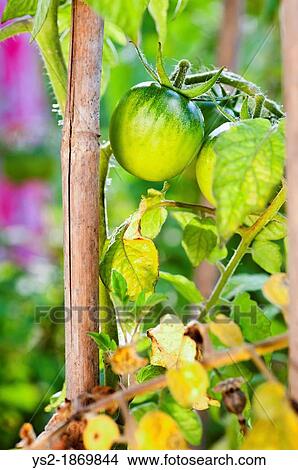 Closeup of organic tomatoes growing in a garden View Large Photo Image Picture - Closeup of organic tomatoes growing in a garden. Fotosearch