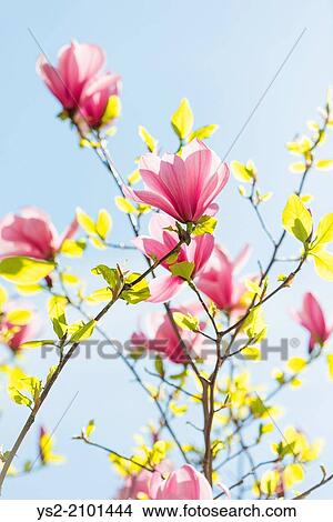 Closeup of pink magnolia flowers growing on a tree at spring with blue sky in the background. View Large Photo Image Picture - Closeup of pink magnolia flowers growing on a tree at spring with blue sky in the background.. Fotosearch