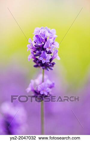 Stock Image - Closeup of purple lavender flower in herbal garden in summer.. Fotosearch