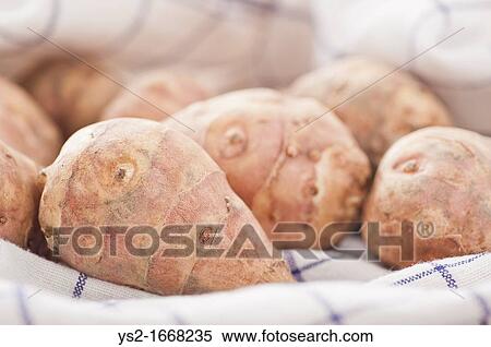 Closeup of raw Jerusalem Artichokes View Large Photo Image Stock Photography - Closeup of raw Jerusalem Artichokes. Fotosearch