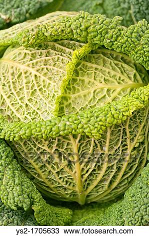 Closeup of Savoy cabbage View Large Photo Image Stock Image - Closeup of Savoy cabbage. Fotosearch