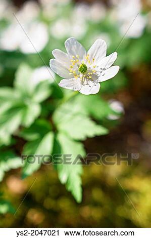 Stock Image - Closeup of single wood anemone flower in forest at spring.. Fotosearch