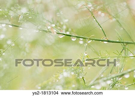 Closeup of stalks on organic asparagus plant View Large Photo Image Picture - Closeup of stalks on organic asparagus plant. Fotosearch
