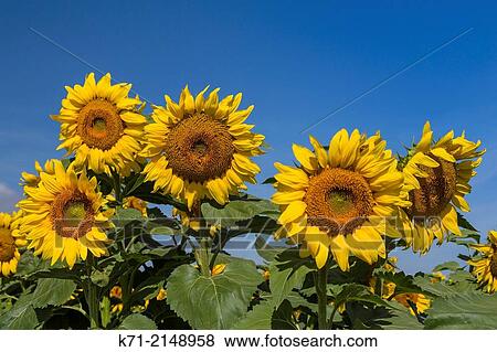 Closeup of sunflowers on a field near Linton, North Dakota, USA. View Large Photo Image Stock Photo - Closeup of sunflowers on a field near Linton, North Dakota, USA.. Fotosearch