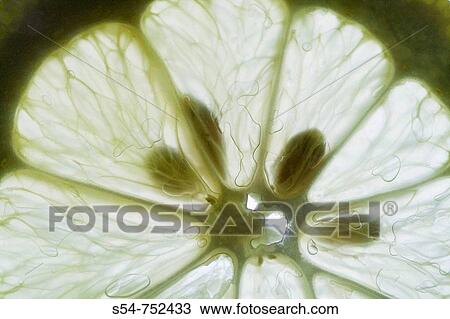 Closeup of the cells of a lemon View Large Photo Image Stock Image - Closeup of the cells of a lemon. Fotosearch