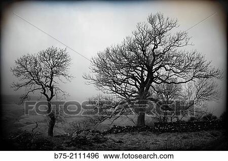 Closeup of two trees in Yorkshire Dales, England, UK, Europe. View Large Photo Image Stock Photograph - Closeup of two trees in Yorkshire Dales, England, UK, Europe.. Fotosearch