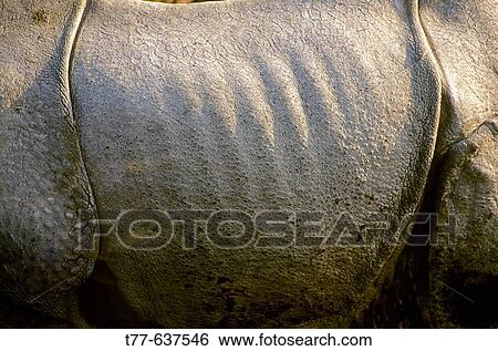 Closeup of very tough, rough skin of Indian Onehorned Rhinoceros, Rhinoceros unicornis, Linneaeus. Kaziranga National Park, Nepal. View Large Photo Image Stock Photograph - Closeup of very tough, rough skin of Indian Onehorned Rhinoceros, Rhinoceros unicornis, Linneaeus. Kaziranga National Park, Nepal.. Fotosearch
