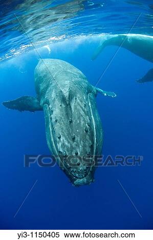 Closeup view of humpback whale, Maui, Hawaii View Large Photo Image Stock Photography - Closeup view of humpback whale, Maui, Hawaii. Fotosearch