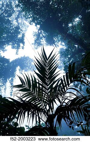 Cloud forest, Monteverde Region, Costa Rica, Central America, America. View Large Photo Image Stock Image - Cloud forest, Monteverde Region, Costa Rica, Central America, America.. Fotosearch