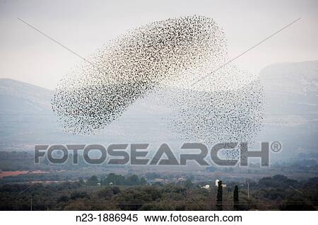 CLOUD STARLINGS, Cabanes, Castell? n, Valencia View Large Photo Image Stock Photography - CLOUD STARLINGS, Cabanes, Castell? n, Valencia. Fotosearch