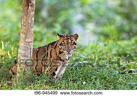 Clouded Leopard in Captive Situation India View Large Photo Image Stock Photo - Clouded Leopard in Captive Situation India. Fotosearch