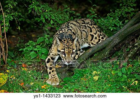 Stock Image - CLOUDED LEOPARD neofelis nebulosa, ADULT. Fotosearch