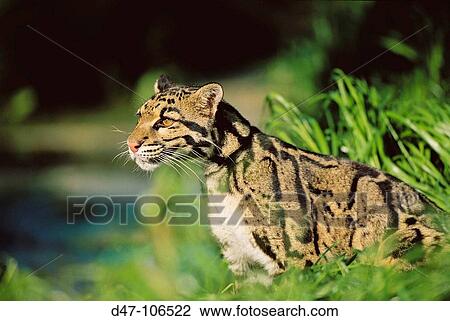 Clouded Leopard (Neofelis nebulosa) View Large Photo Image Stock Image - Clouded Leopard (Neofelis nebulosa). Fotosearch