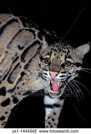 CLOUDED LEOPARD neofelis nebulosa, ADULT SNARLING View Large Photo Image Stock Image - CLOUDED LEOPARD neofelis nebulosa, ADULT SNARLING. Fotosearch