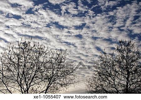 Stock Photo - clouds, trees, dawn.. Fotosearch