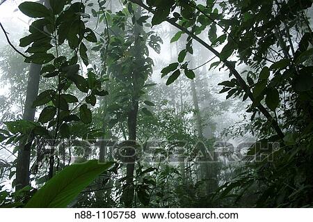 Stock Photo - Cloudy forest, Henri Pittier National Park, Venezuela. Fotosearch